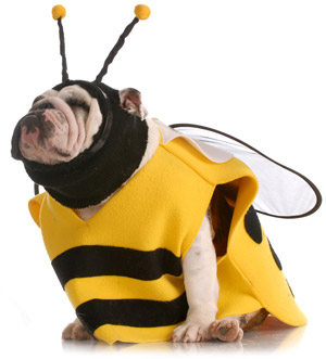 Bee Dog