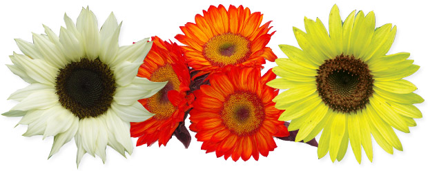 Sunflower Hybrids