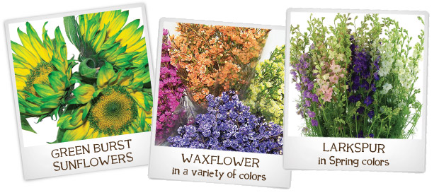 Grren Sunflowers, Waxflower and Larkspur